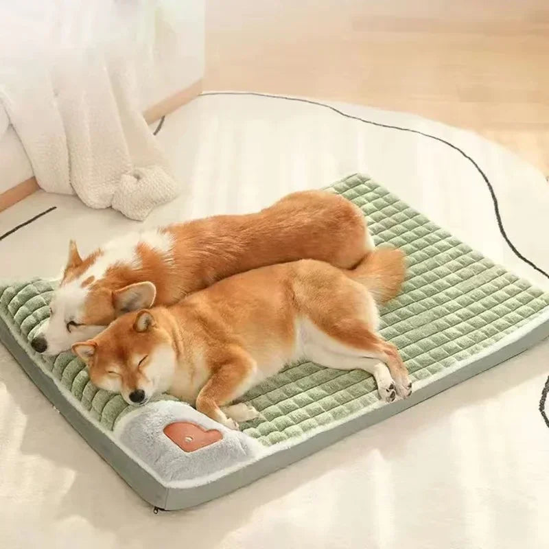 Senior Dog Comfort