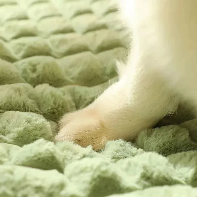 Willow Orthopedic Memory Foam Dog Bed
